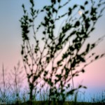 Pastures outside Preston, Kansas