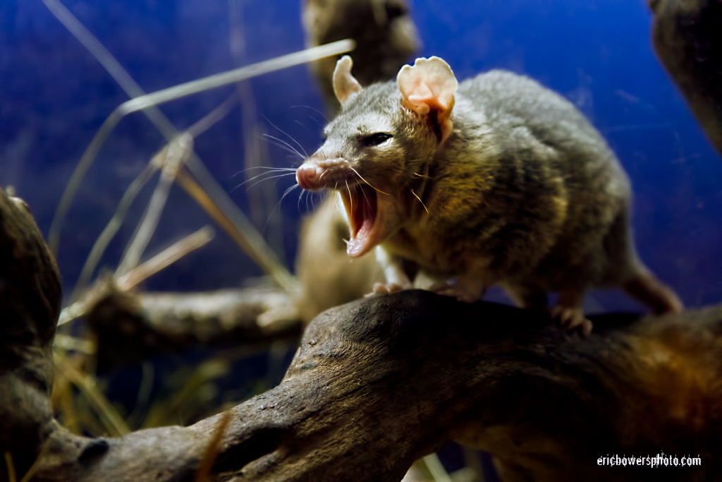 Yawning Possum Photos