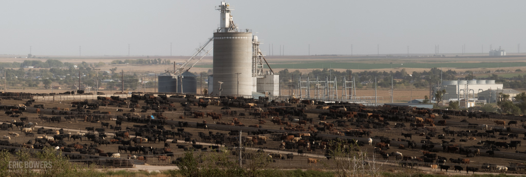 Cattle Feedlot Just Off of Dodge City