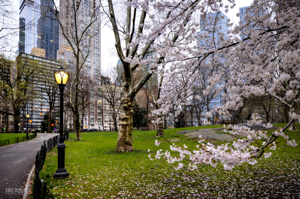 Central Park Cherry Blossoms